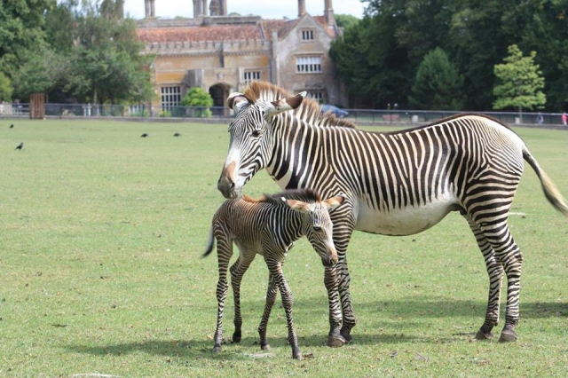 Mar zebras.jpg